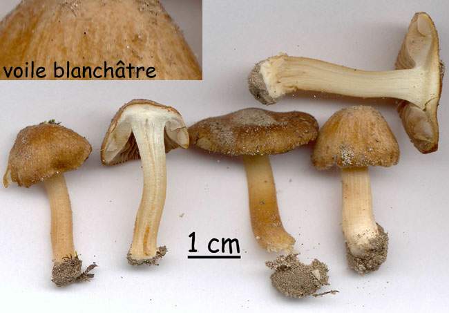 Inocybe albidodisca